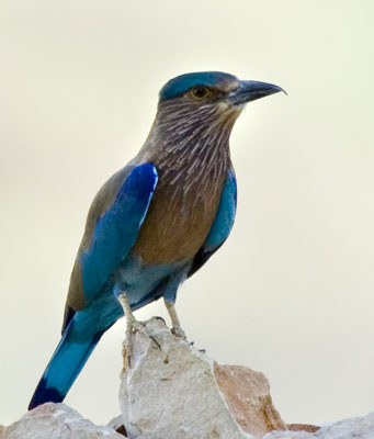 صور من ابداع اعضاء عمان فوتو