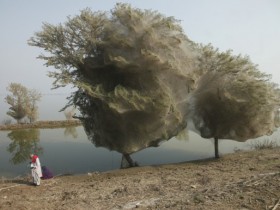 غرائب: العناكب تغطي الاشجار بشباكها