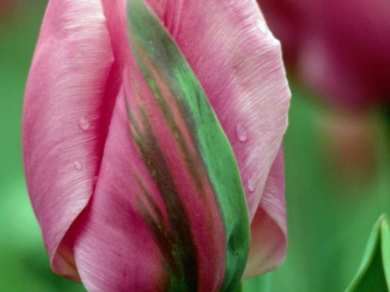 PTBL0041