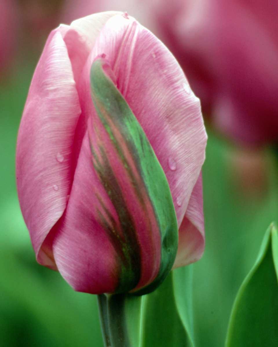 PTBL0041