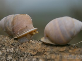 صور من ابداع اعضاء عمان فوتو