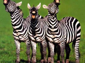 صور من ابداع اعضاء عمان فوتو