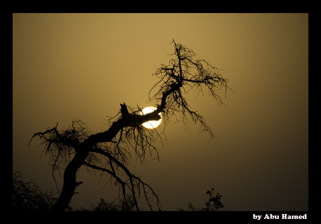 صور من ابداع اعضاء عمان فوتو