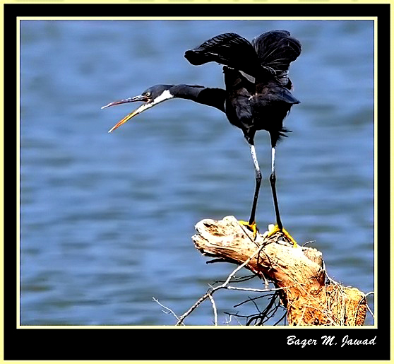 صور من ابداع اعضاء عمان فوتو