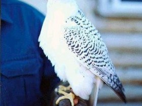 حيوانات