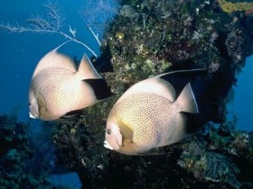 fish602_1_
