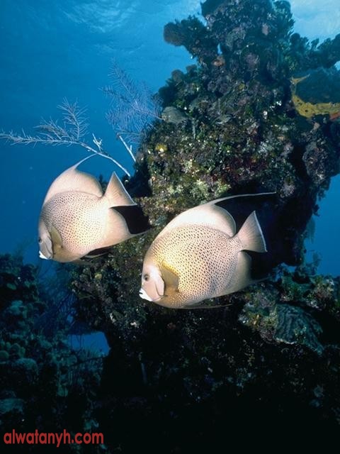 fish602_1_