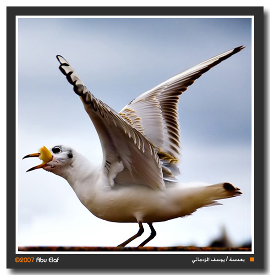 صور من ابداع اعضاء عمان فوتو