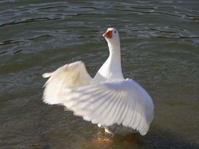 صور منوعة من الإنترنت