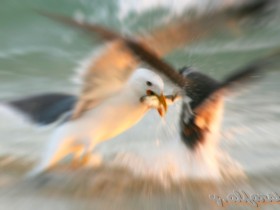 صور من ابداع اعضاء عمان فوتو