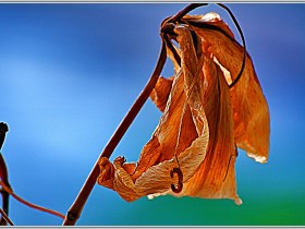 صور من ابداع اعضاء عمان فوتو