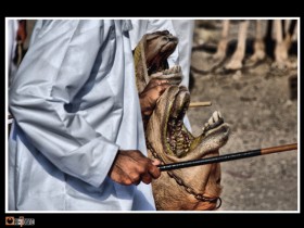 صور من ابداع اعضاء عمان فوتو