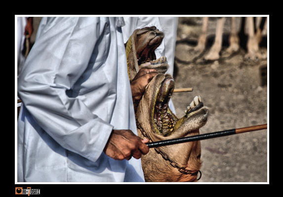 صور من ابداع اعضاء عمان فوتو