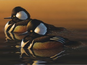 duck2_1_