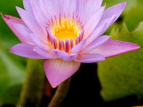 صور من ابداع اعضاء عمان فوتو