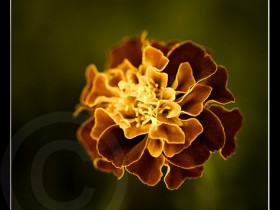 صور من ابداع اعضاء عمان فوتو