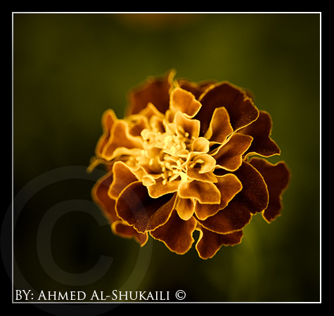 صور من ابداع اعضاء عمان فوتو