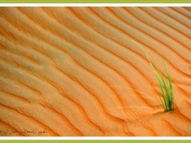 صور من ابداع اعضاء عمان فوتو