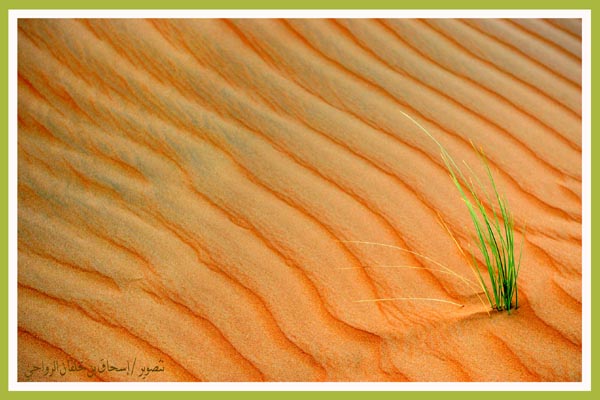 صور من ابداع اعضاء عمان فوتو