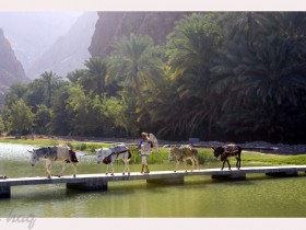 صور من ابداع اعضاء عمان فوتو