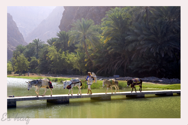 صور من ابداع اعضاء عمان فوتو