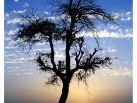 صور من ابداع اعضاء عمان فوتو