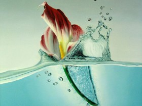 arum