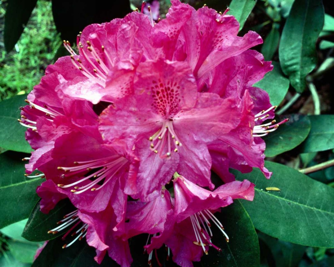 PTBL0086