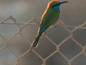 صور من ابداع اعضاء عمان فوتو