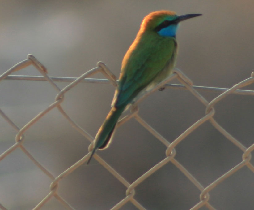 صور من ابداع اعضاء عمان فوتو