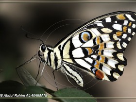 صور من ابداع اعضاء عمان فوتو