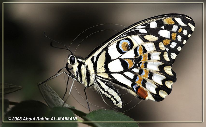 صور من ابداع اعضاء عمان فوتو