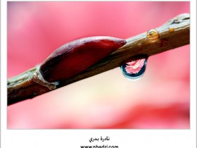 صور من ابداع اعضاء عمان فوتو