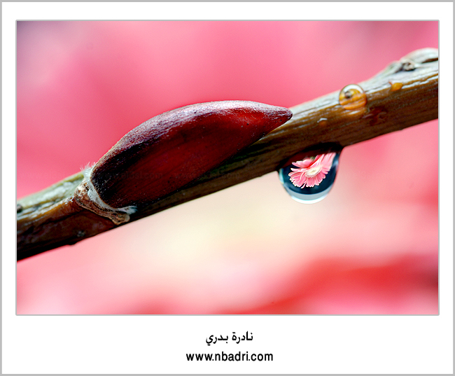 صور من ابداع اعضاء عمان فوتو