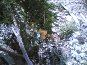 رمان عى الشجر