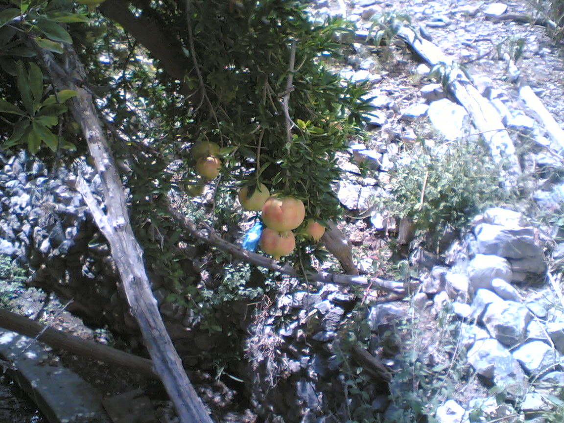 رمان عى الشجر