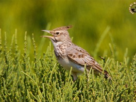 صور من ابداع اعضاء عمان فوتو