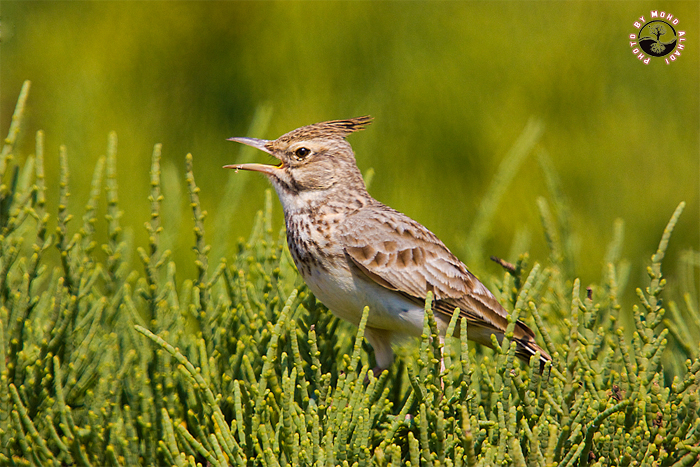 صور من ابداع اعضاء عمان فوتو