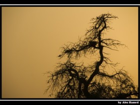صور من ابداع اعضاء عمان فوتو