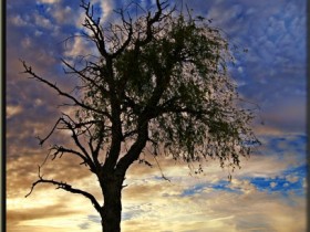 صور من ابداع اعضاء عمان فوتو