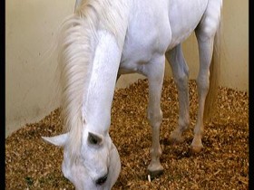 صور من ابداع اعضاء عمان فوتو
