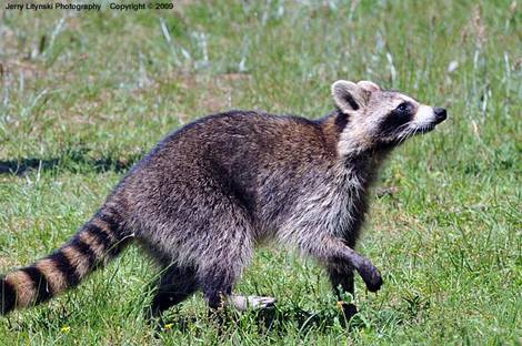 صور منوعة من الإنترنت