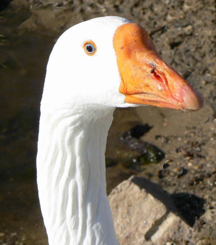 صور منوعة من الإنترنت
