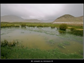 صور من ابداع اعضاء عمان فوتو