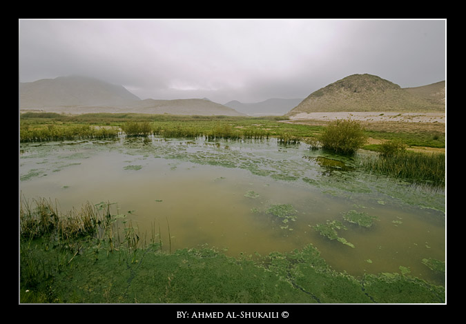 صور من ابداع اعضاء عمان فوتو