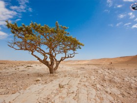 صور من ابداع اعضاء عمان فوتو