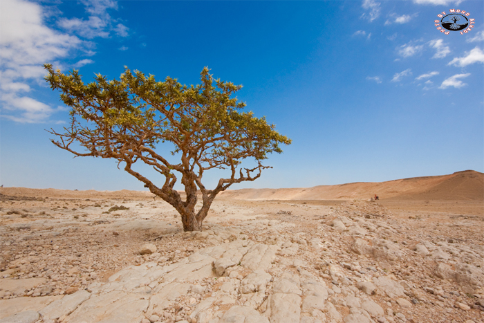 صور من ابداع اعضاء عمان فوتو