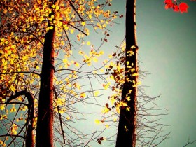 abstraction_of_nature_by_tangleduptight