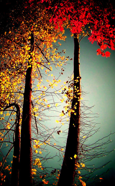 abstraction_of_nature_by_tangleduptight