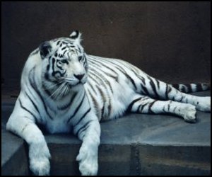 tigers-white_1_1